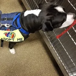 A dog wearing a vest that promotes animal adoption is greeting visitors