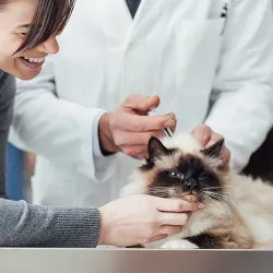 A siamese cat receiving a vaccination from a veterinarian while being comforted by it's owner