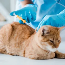 A veterinarian doing implantation of identification microchip to red tabby cat