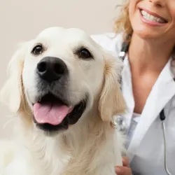 A veterinarian petting a dog in her office