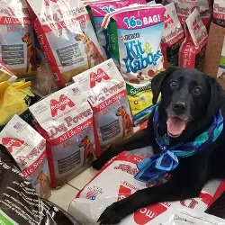 A black dog laying on donated items
