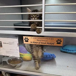 An animal cage with a plaque on it showing the sponsor while a kitten asks for attention