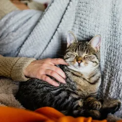  A cat snuggling with its owner